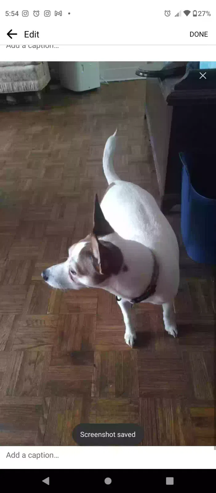 Found dog in Charlottesville, VA, 22903