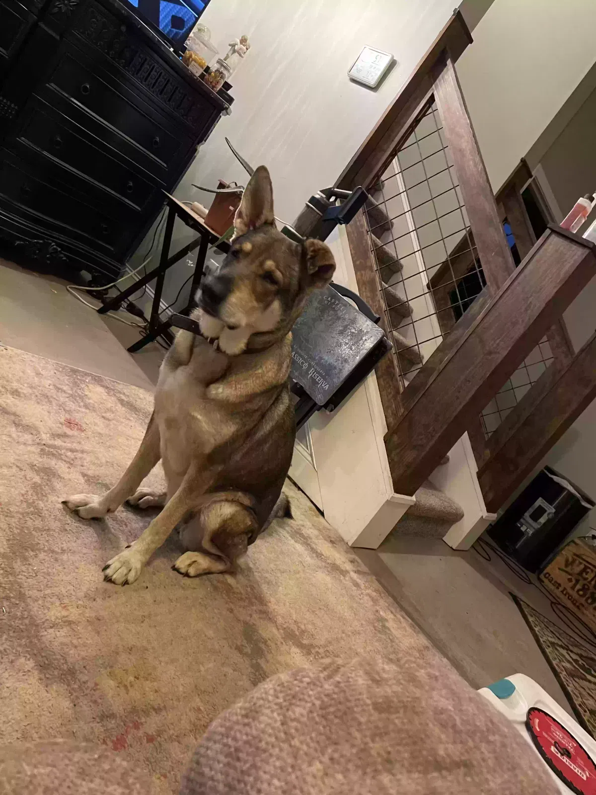 Lost dog in Kingston, TN, 37763
