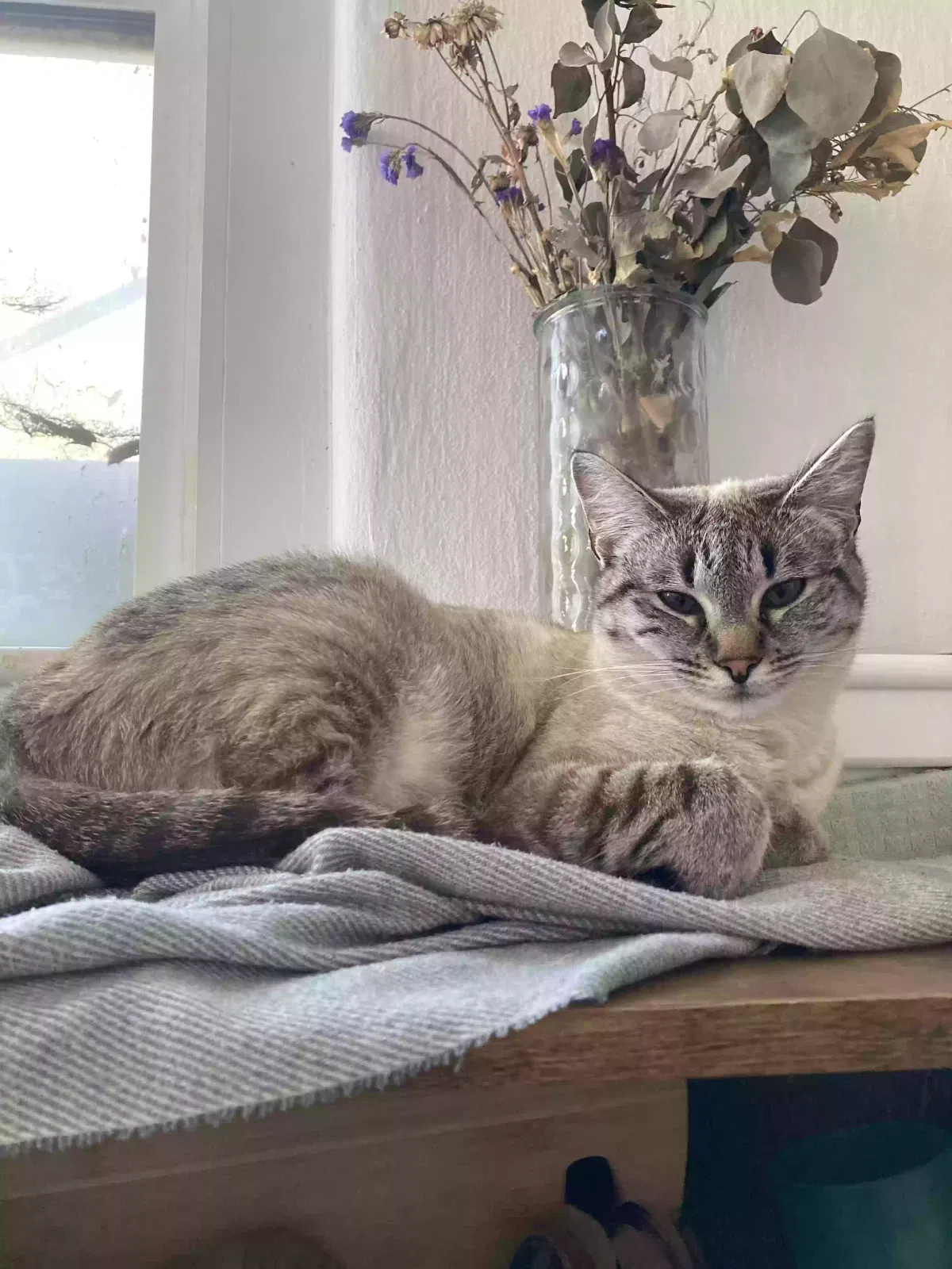 Lost cat in Nampa, ID, 83686