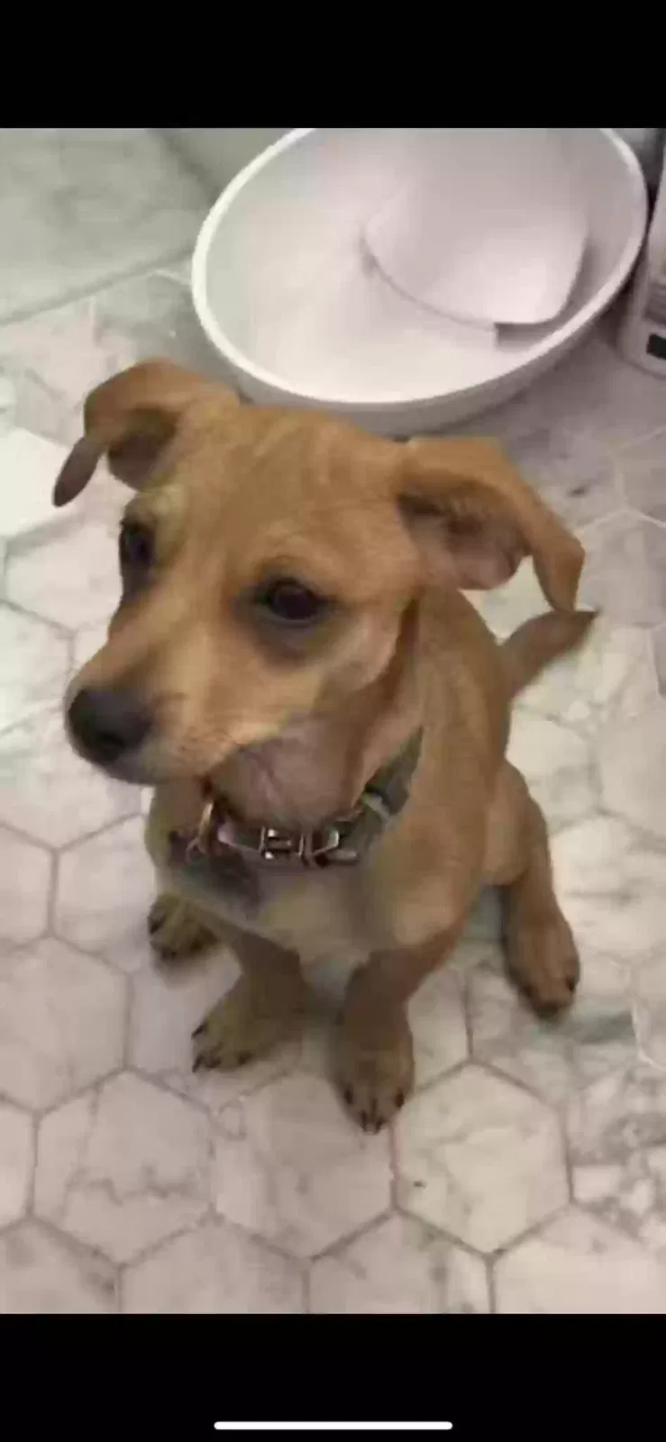 Lost dog in Kent, WA, 98031
