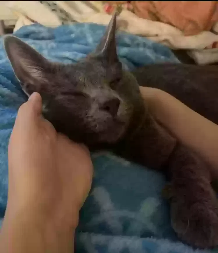 Lost cat in Indianapolis, IN, 46228
