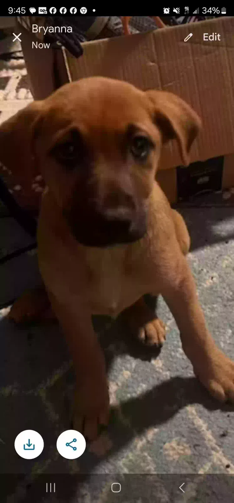 Found dog in Corpus Christi, TX, 78415