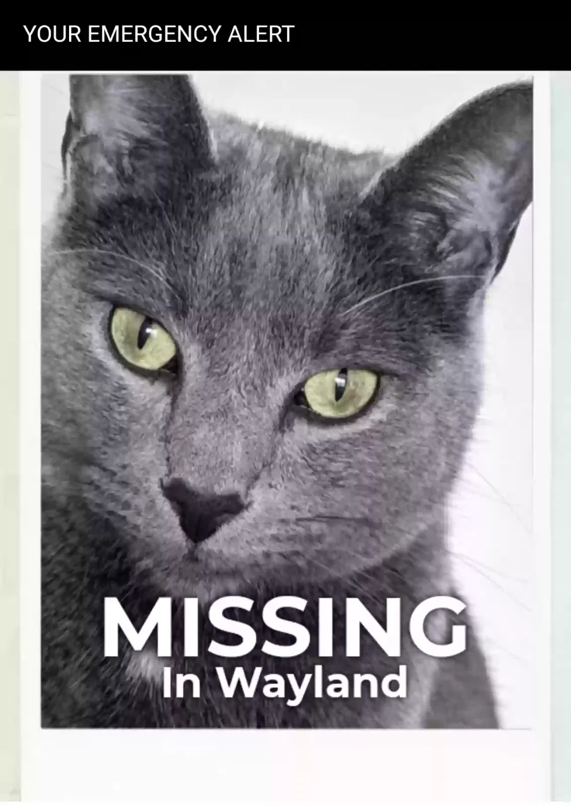 Lost cat in Wayland, MI, 49348