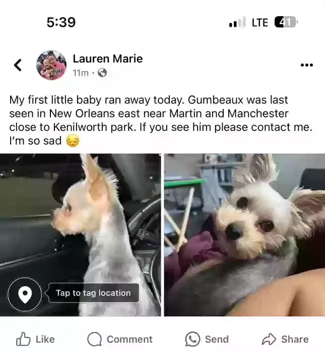 Lost dog in New Orleans, LA, 70126
