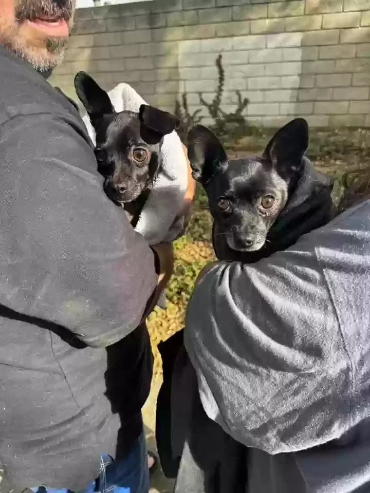 Lost dog in Covina, CA, 91724