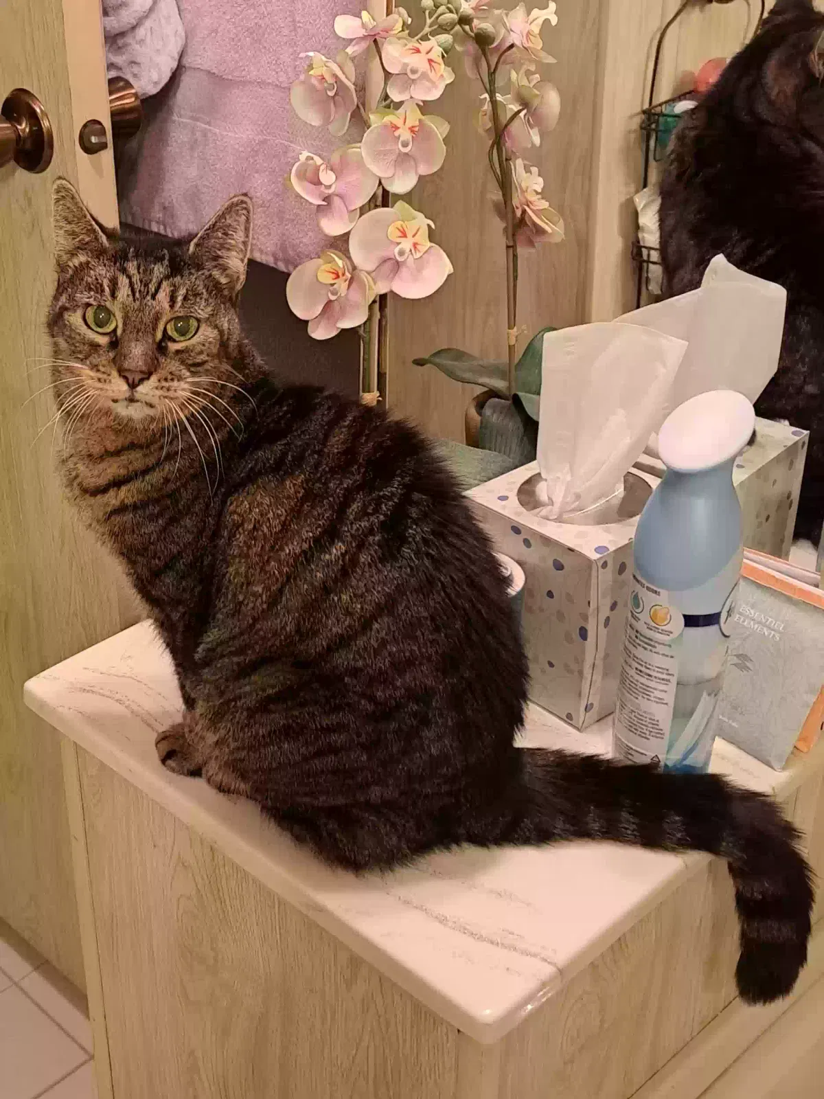 Lost cat in Citrus Heights, CA, 95621
