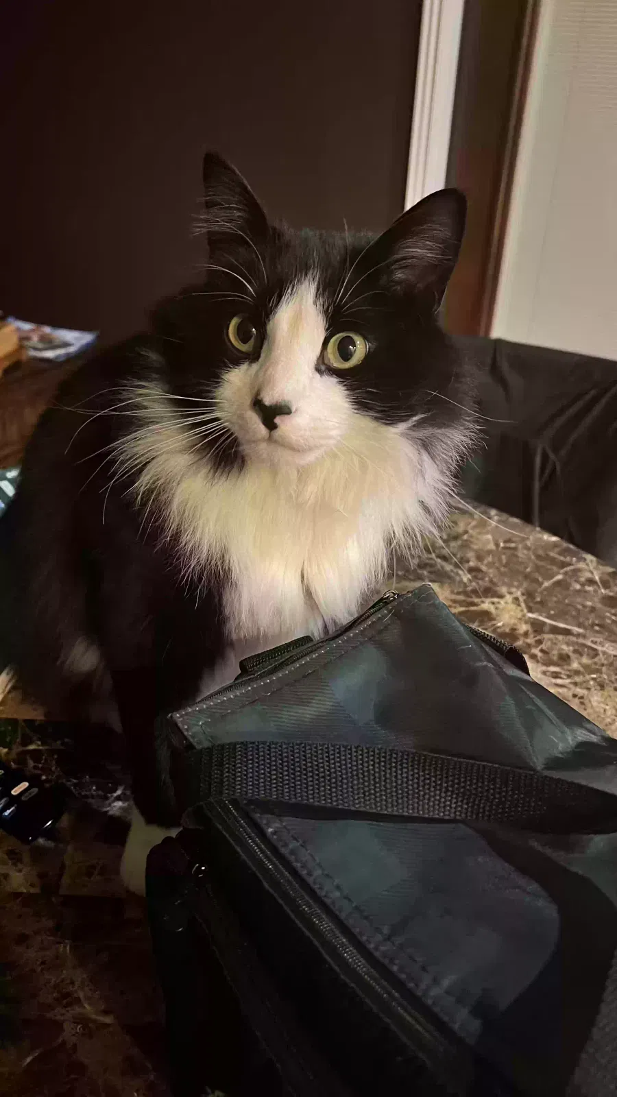 Lost cat in Boise, ID, 83709