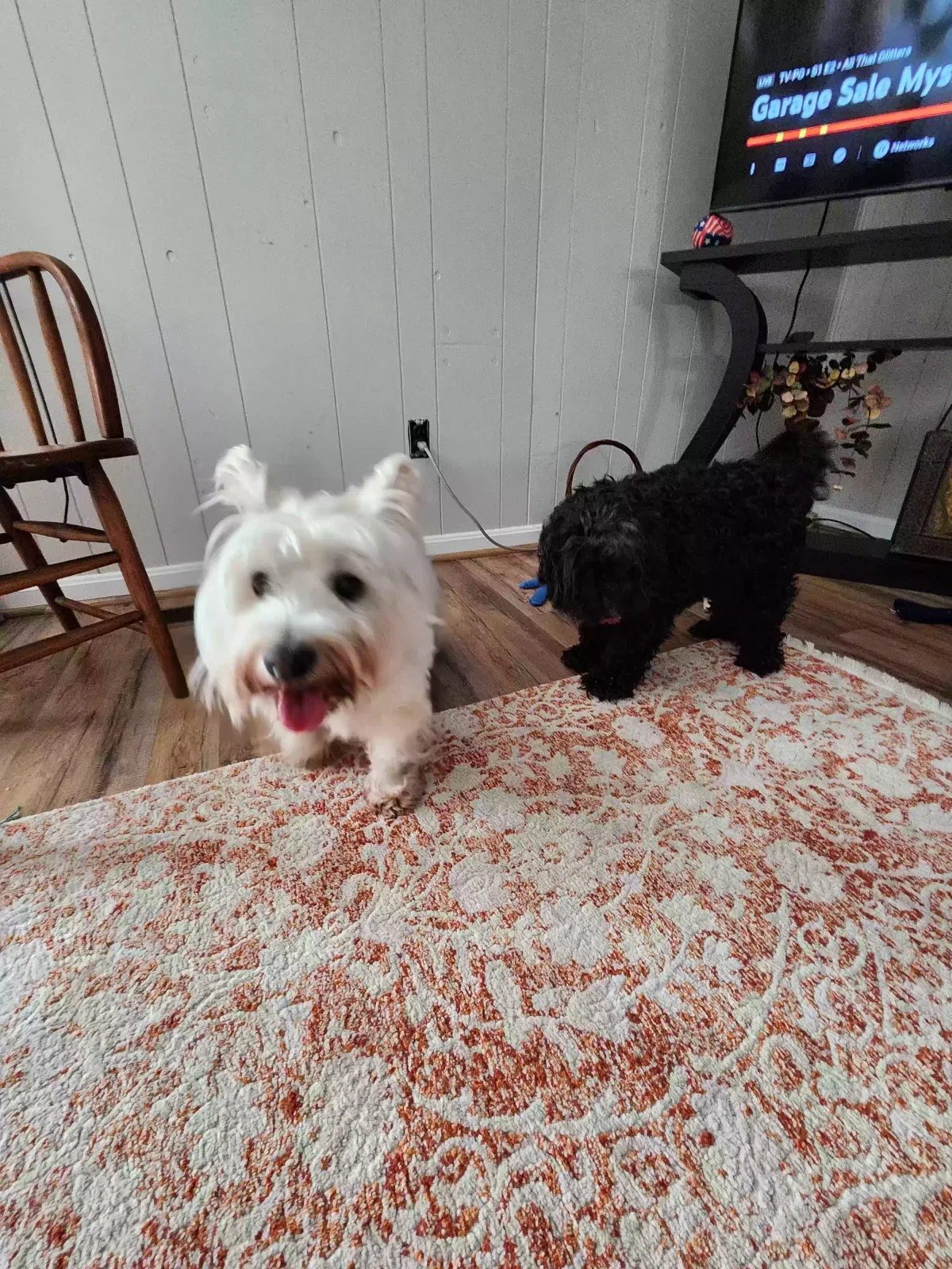 Found dog in Leeds, AL, 35094