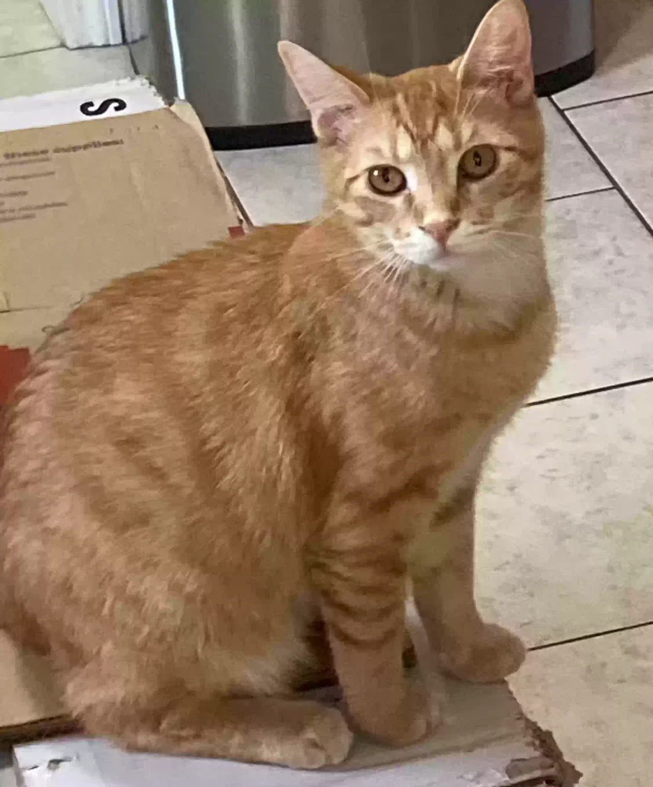 Lost cat in Ekron, KY, 40117