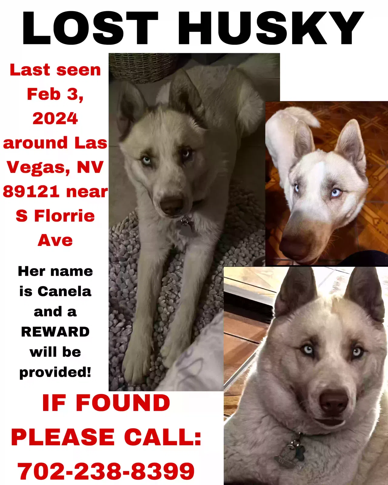 Lost dog in Las Vegas, NV, 89121