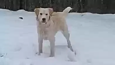 Lost dog in Warren, MI, 48091