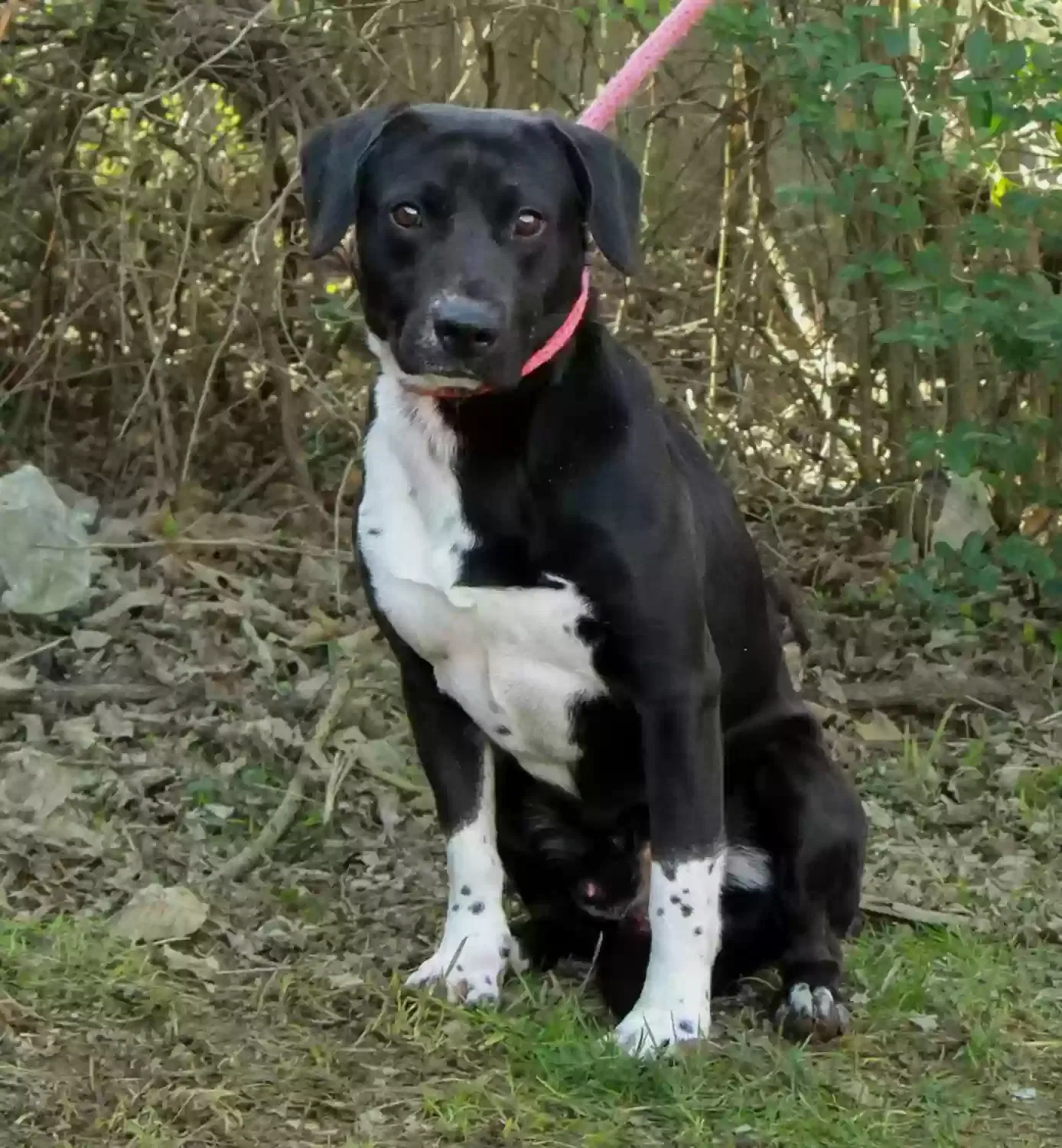 Lost dog in Dublin, OH, 43017