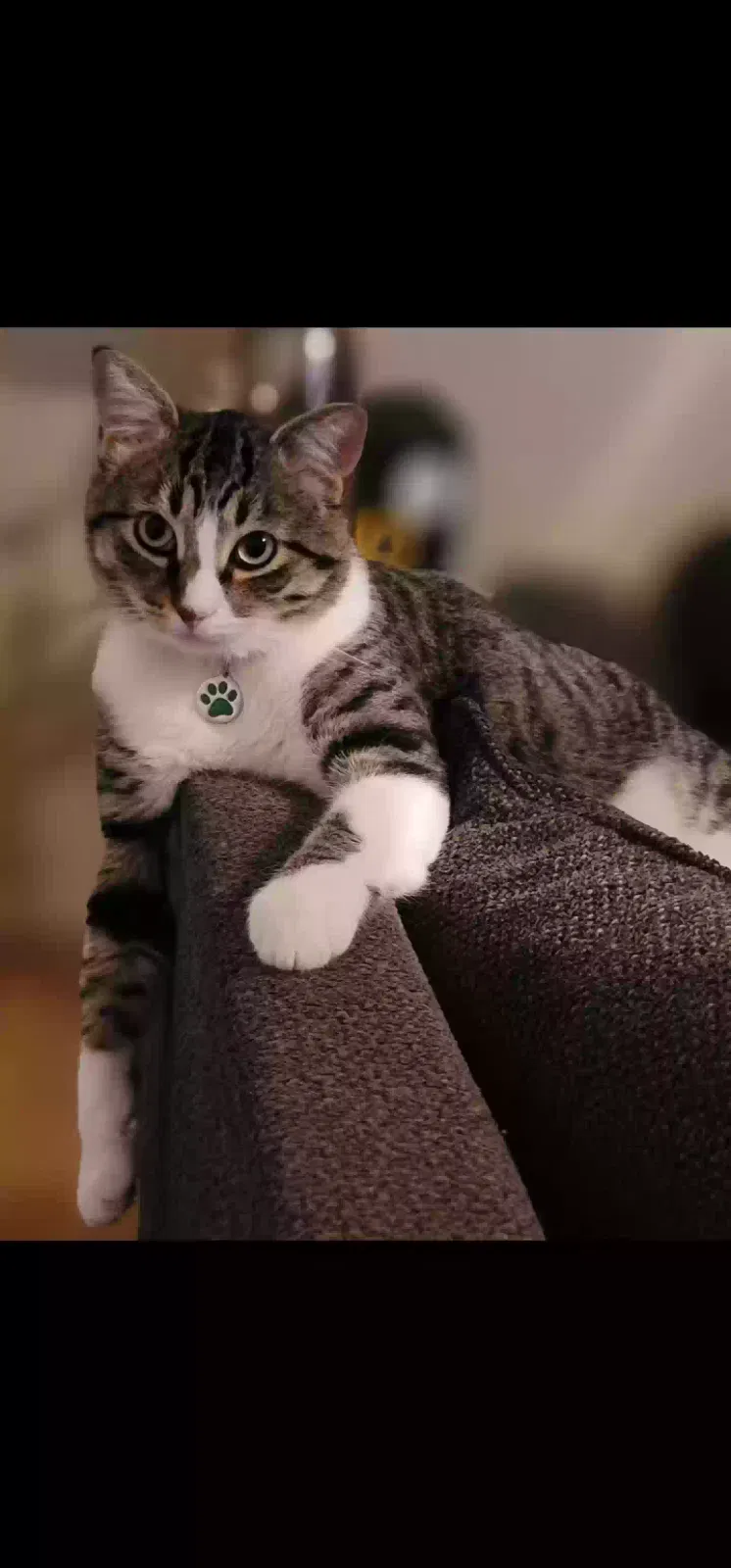 Lost cat in Maricopa, AZ, 85138