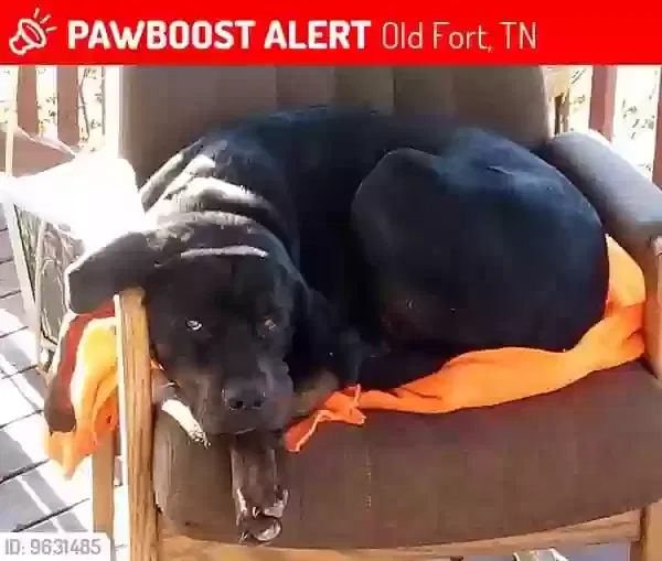 Lost dog in Old Fort, TN, 37362
