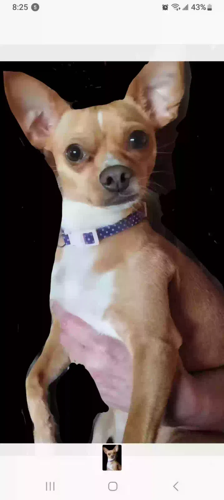 Lost dog in San Antonio, TX, 78220