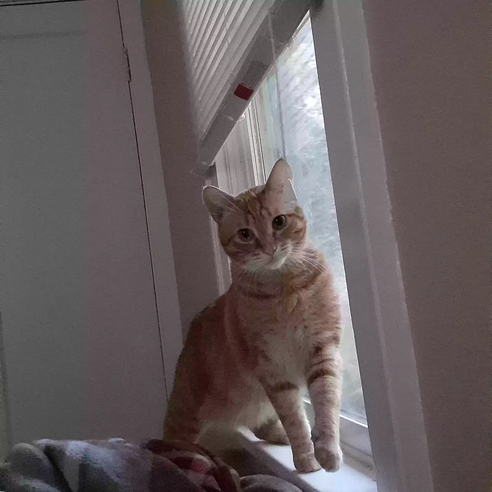 Lost cat in Kelso, WA, 98626