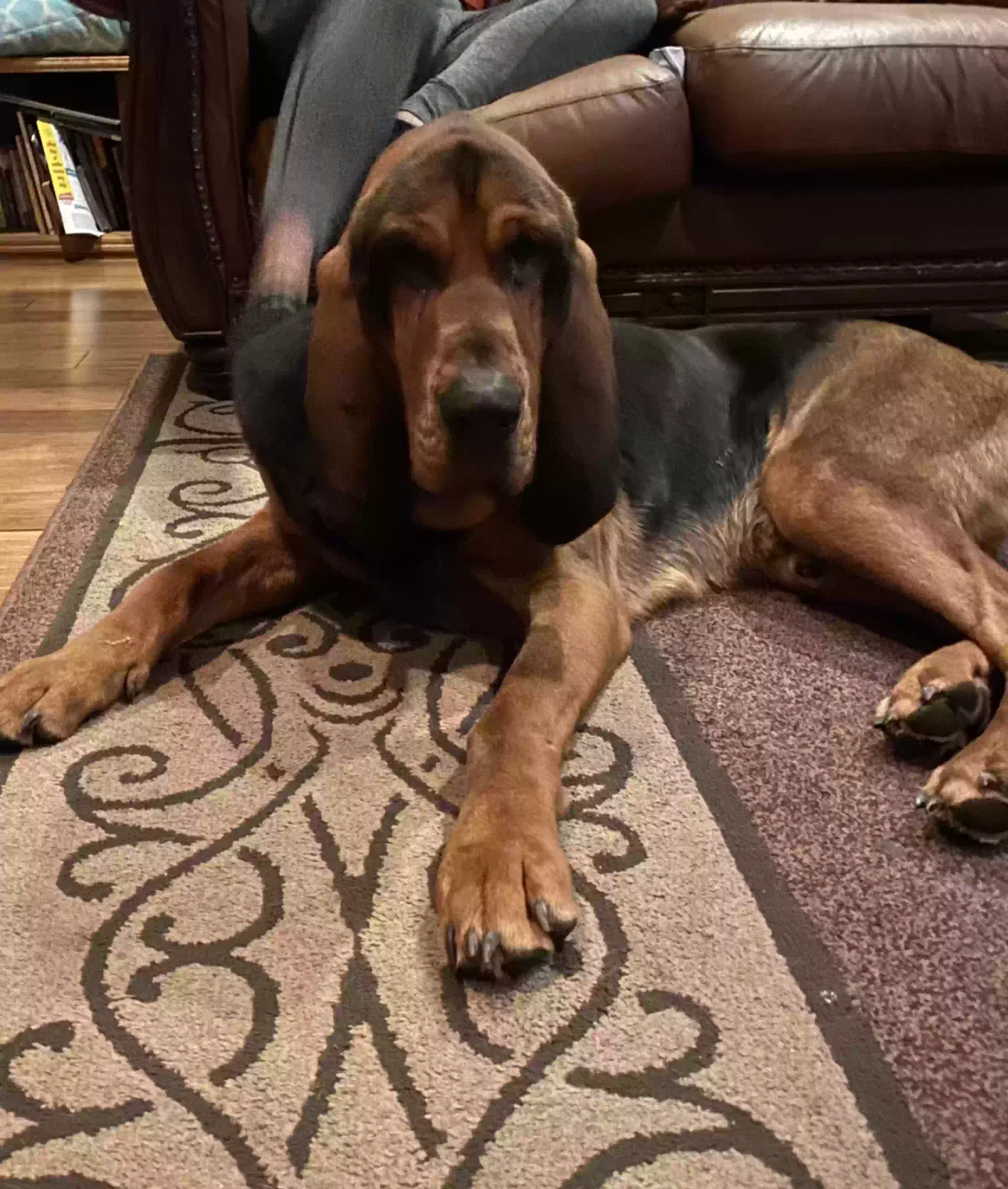 Lost dog in Snohomish, WA, 98290