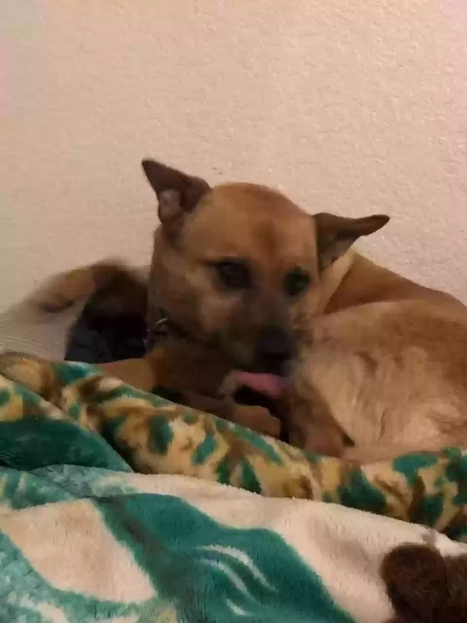 Lost dog in Tucson, AZ, 85741