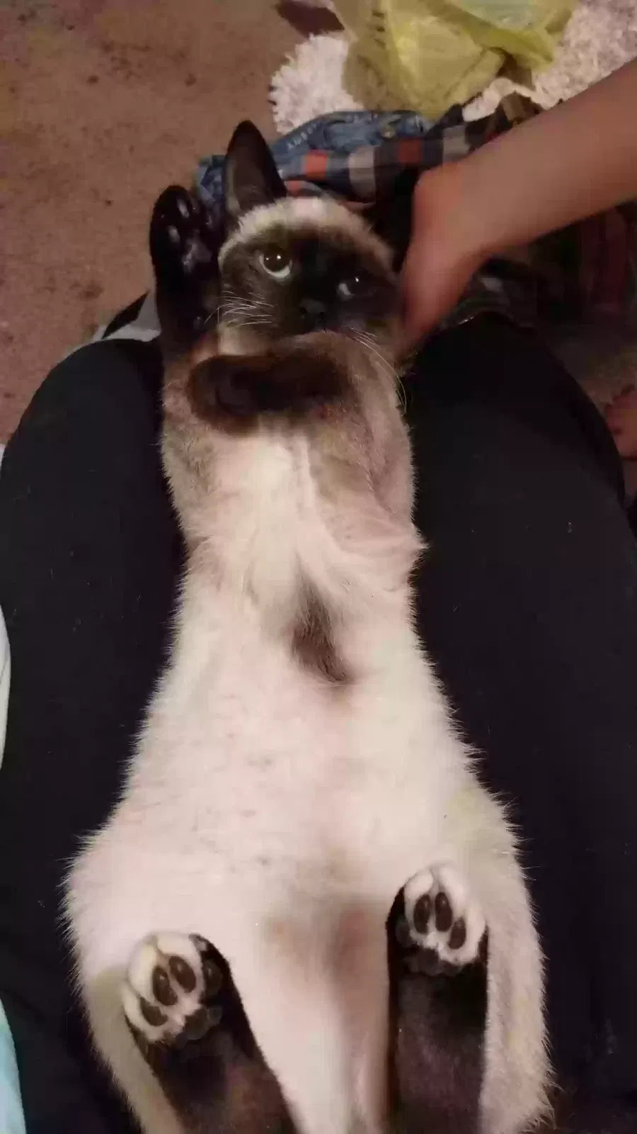 Lost cat in Cleveland, GA, 30528