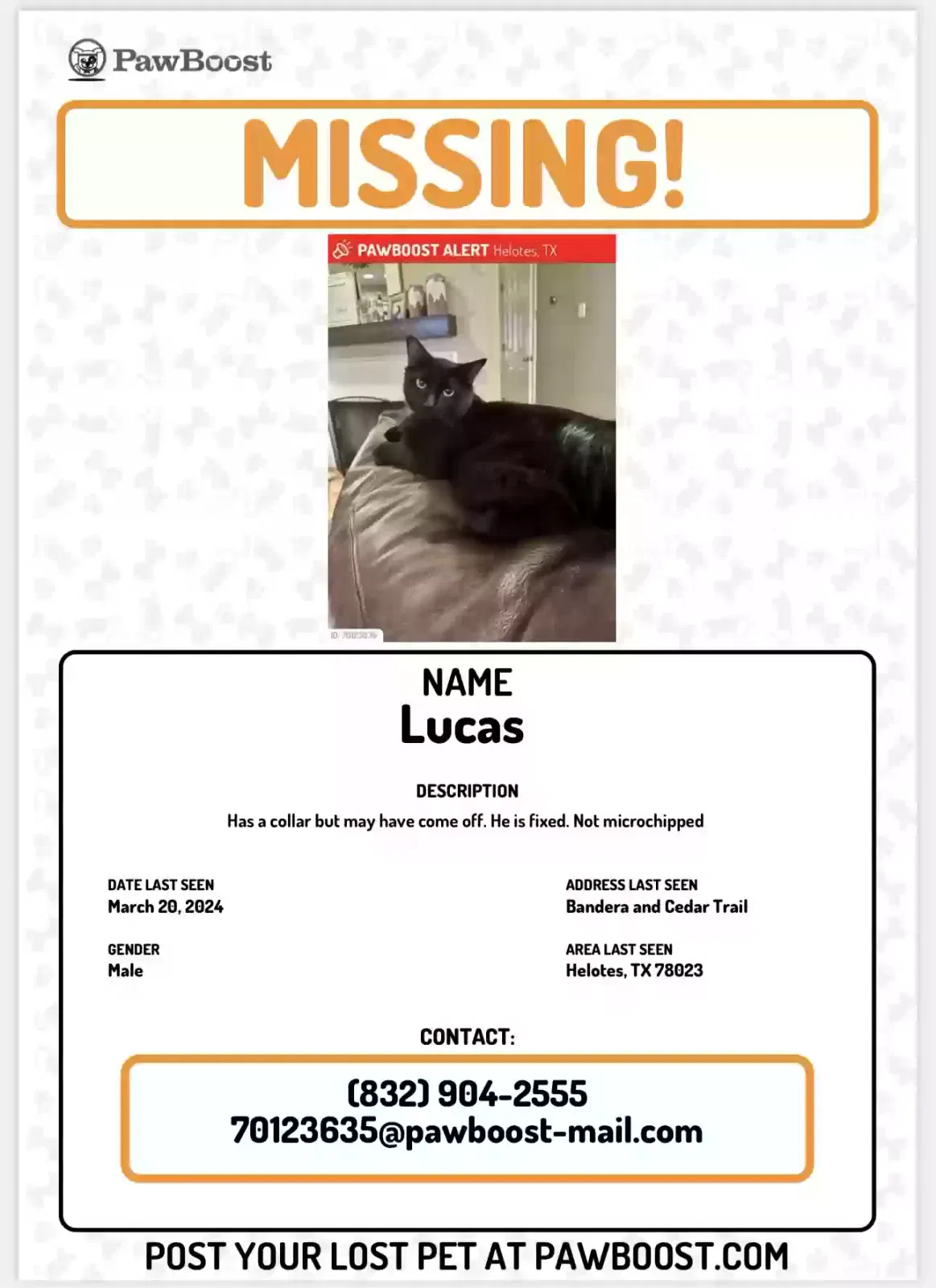 Lost cat in Helotes, TX, 78023