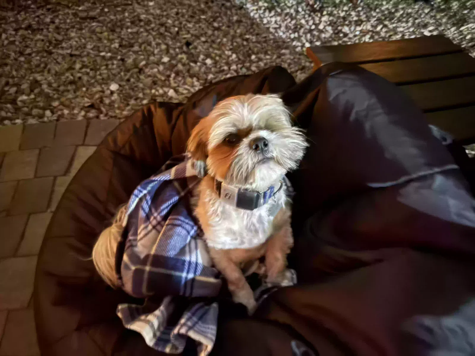 Lost dog in Escondido, CA, 92025