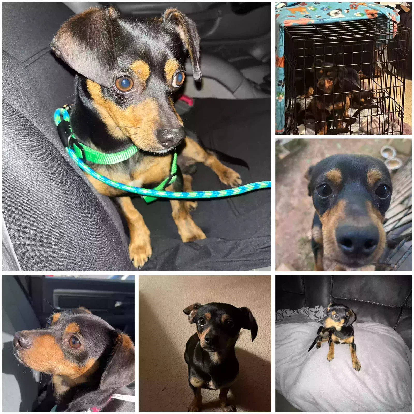 Lost dog in Acworth, GA, 30101