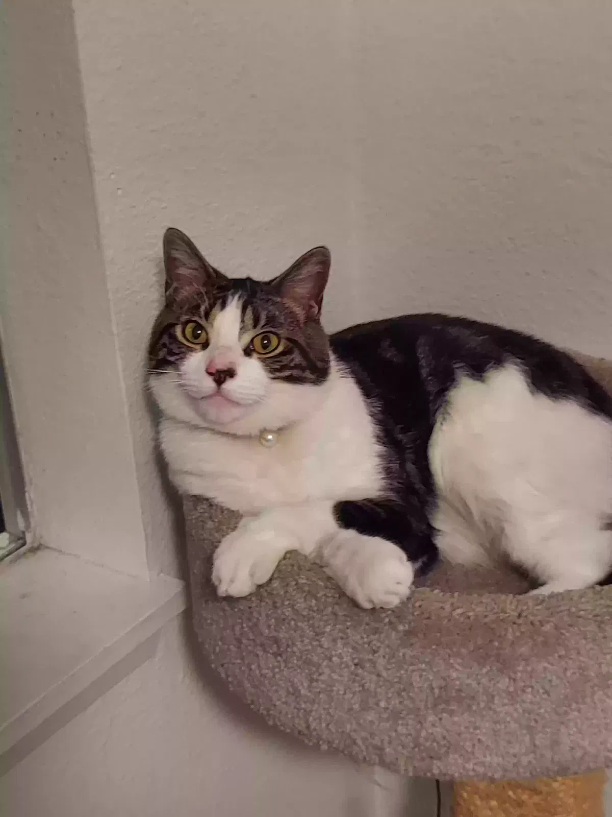 Lost cat in Lynnwood, WA, 98036