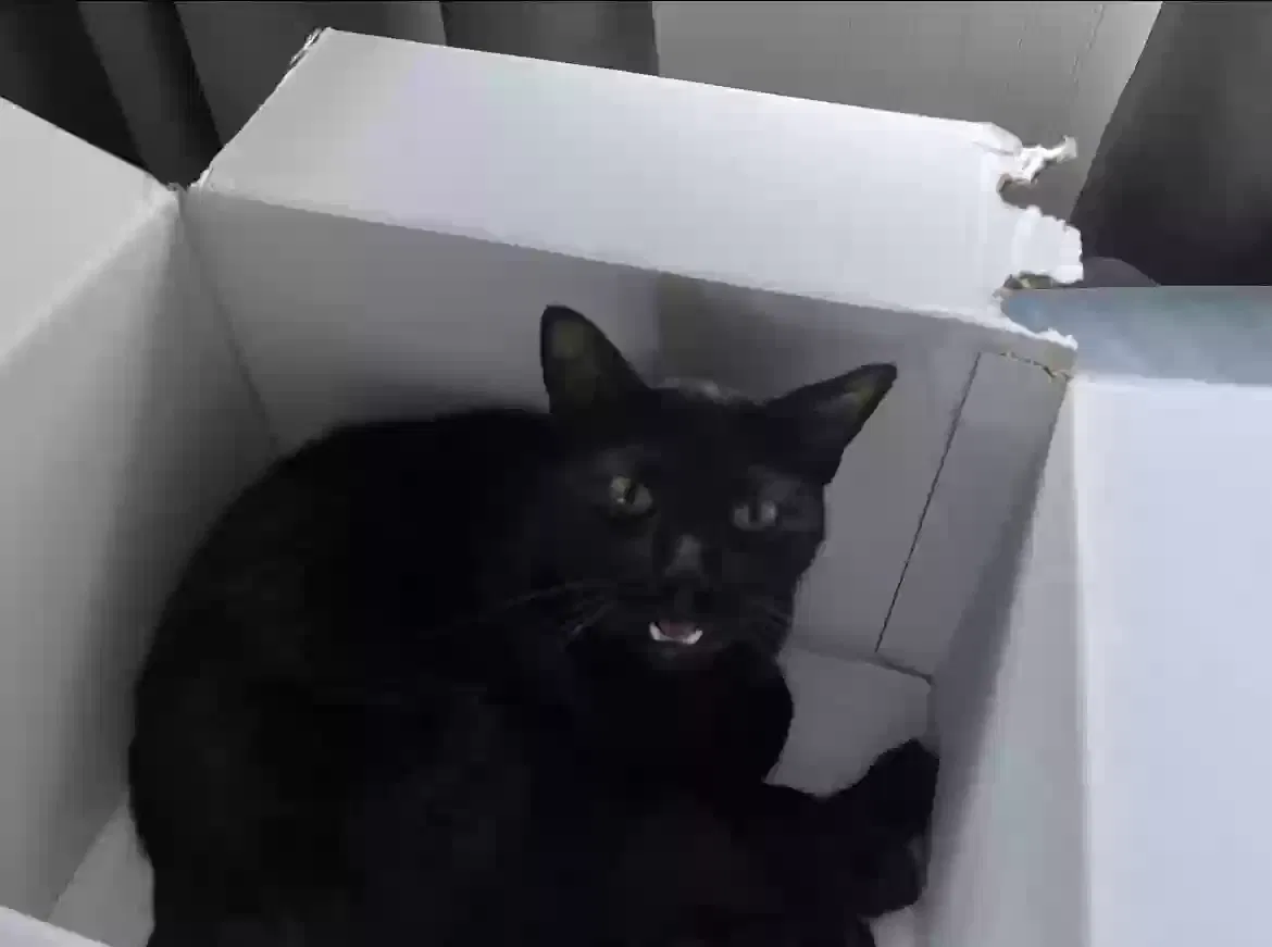 Lost cat in West Palm Beach, FL, 33406