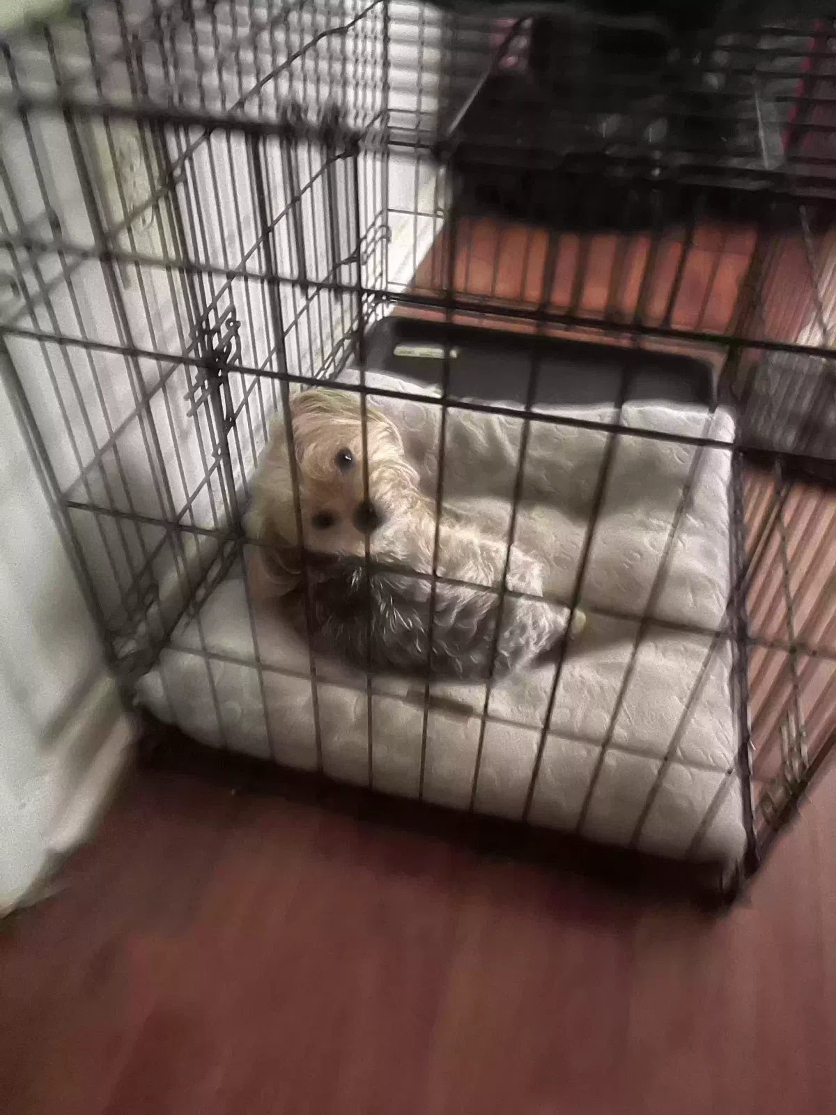 Lost dog in Memphis, TN, 38133