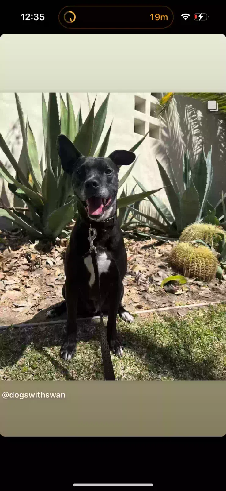 Lost dog in Los Angeles, CA, 90037