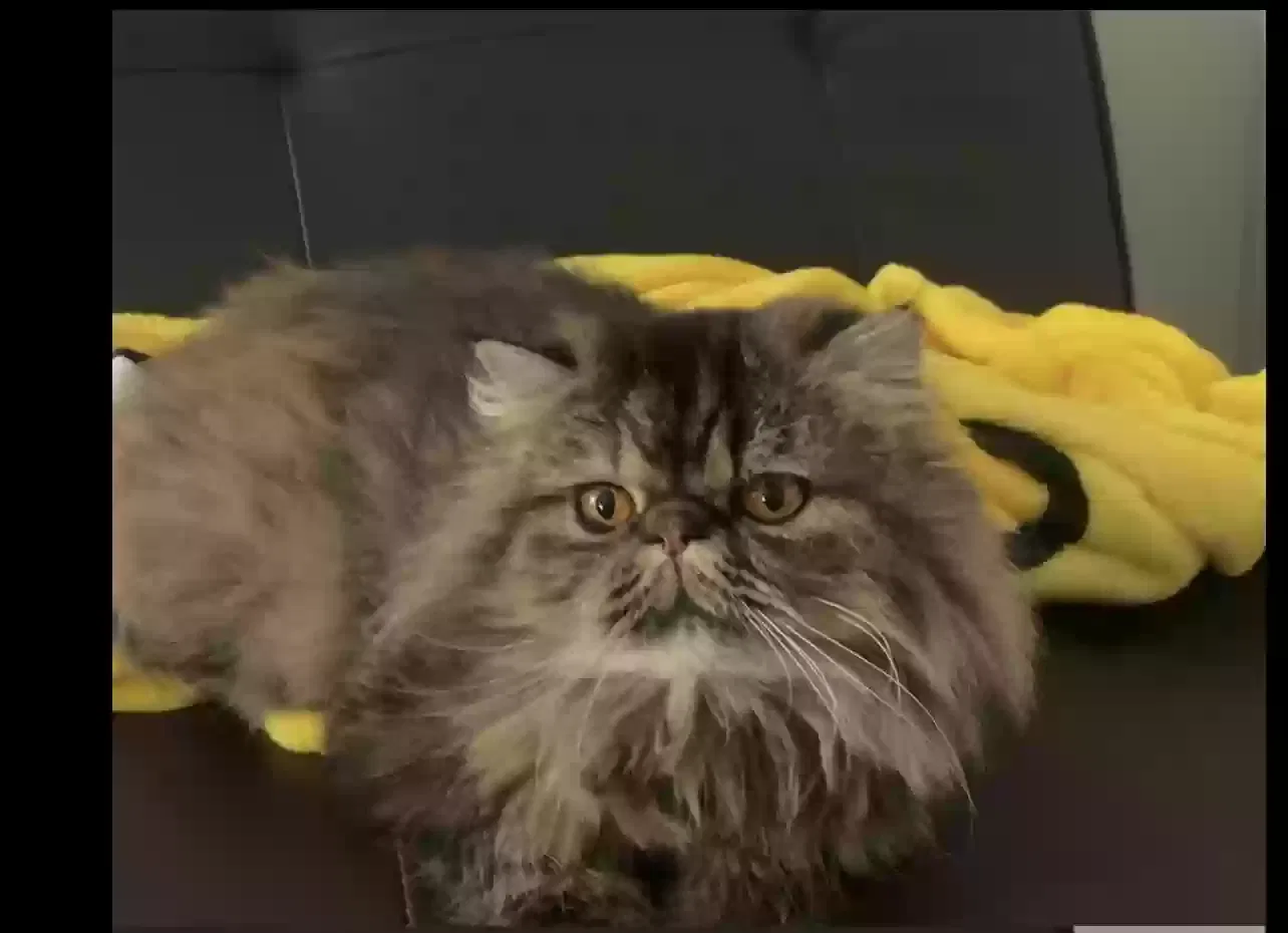 Lost cat in Knoxville, TN, 37909
