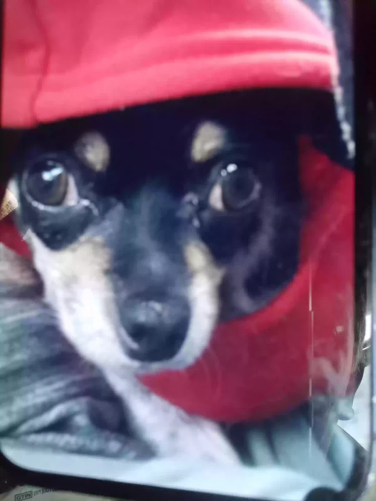 Lost dog in Las Vegas, NV, 89108