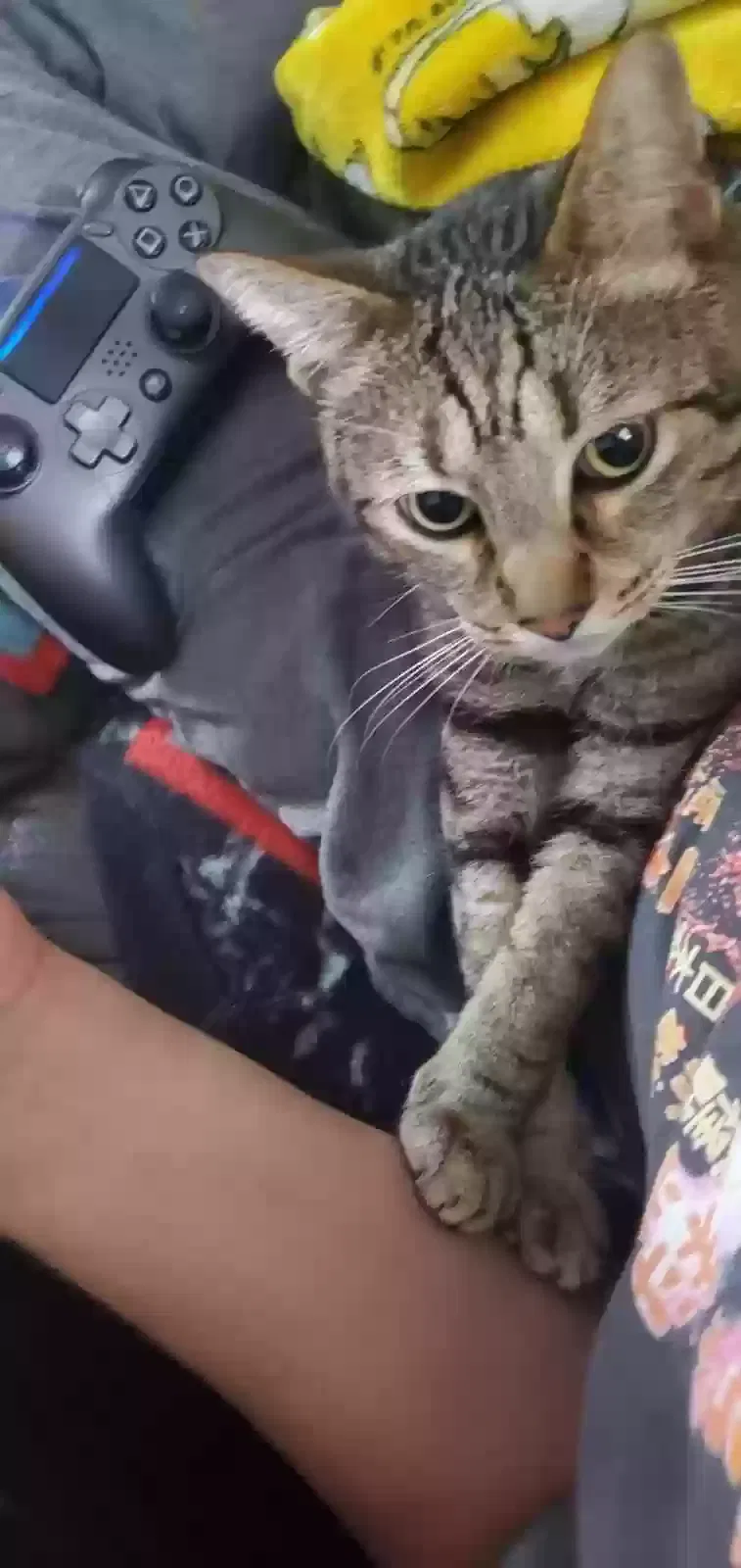 Lost cat in Salem, OR, 97317