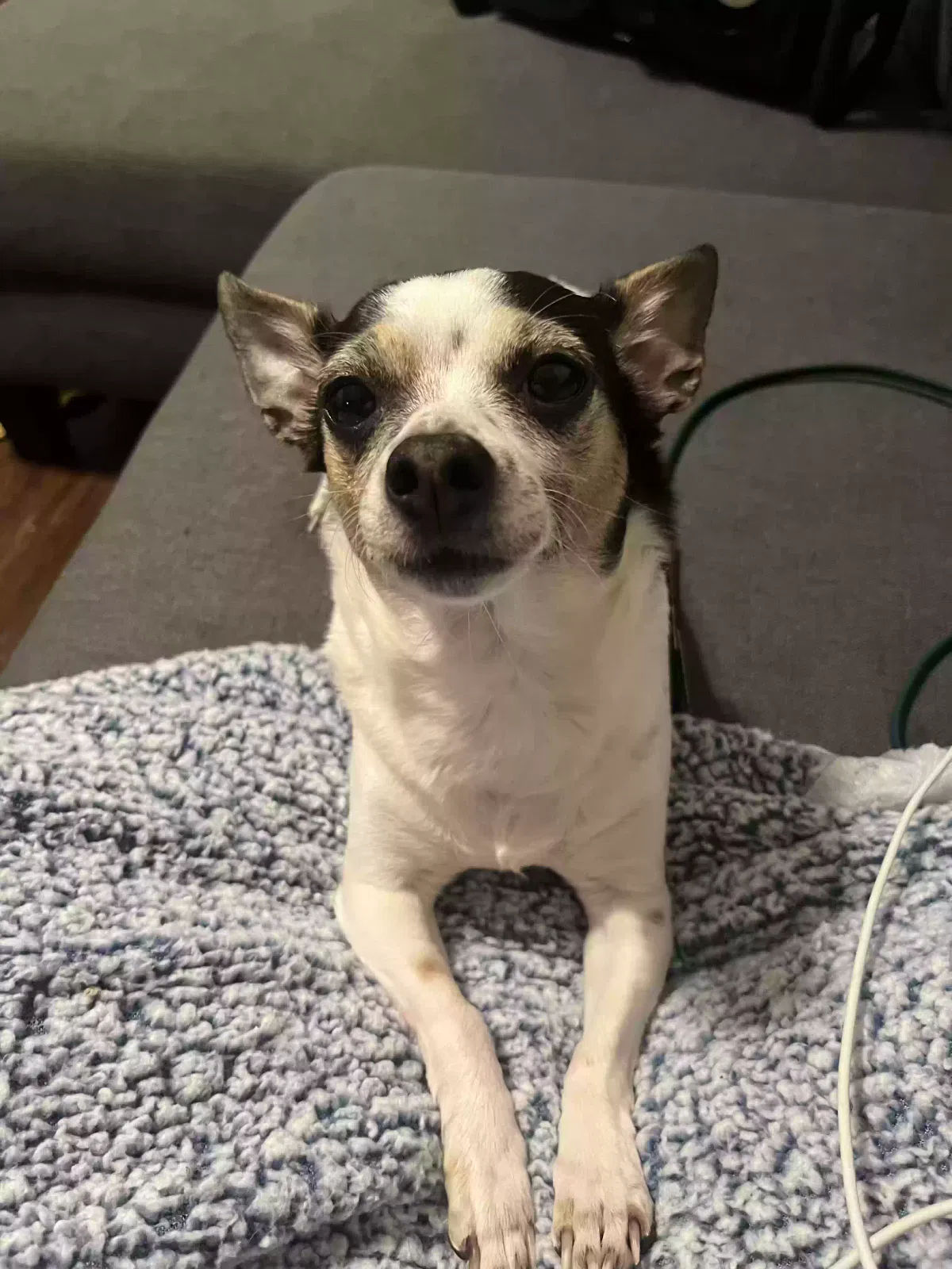 Lost dog in Dallas, TX, 75241