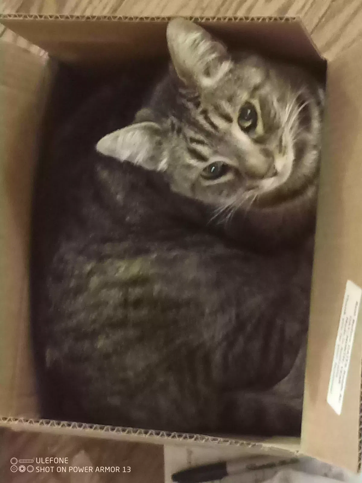 Lost cat in Wagram, NC, 28396