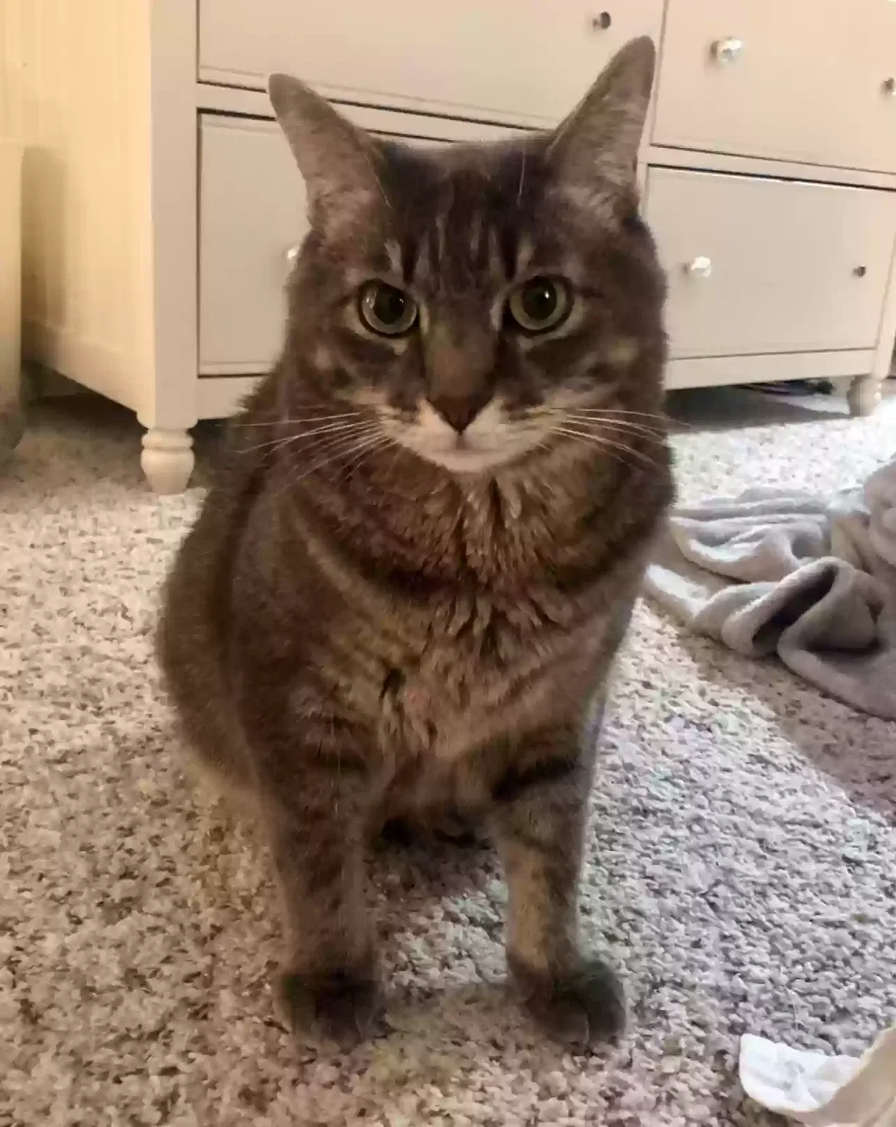 Lost cat in Fort Worth, TX, 76126