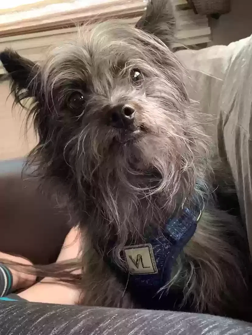 Lost dog in San Bernardino, CA, 92411
