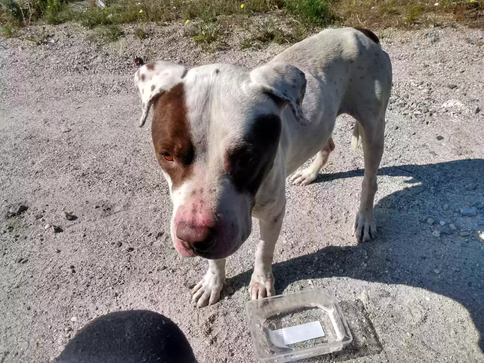 Found dog in Joshua Tree, CA, 92252