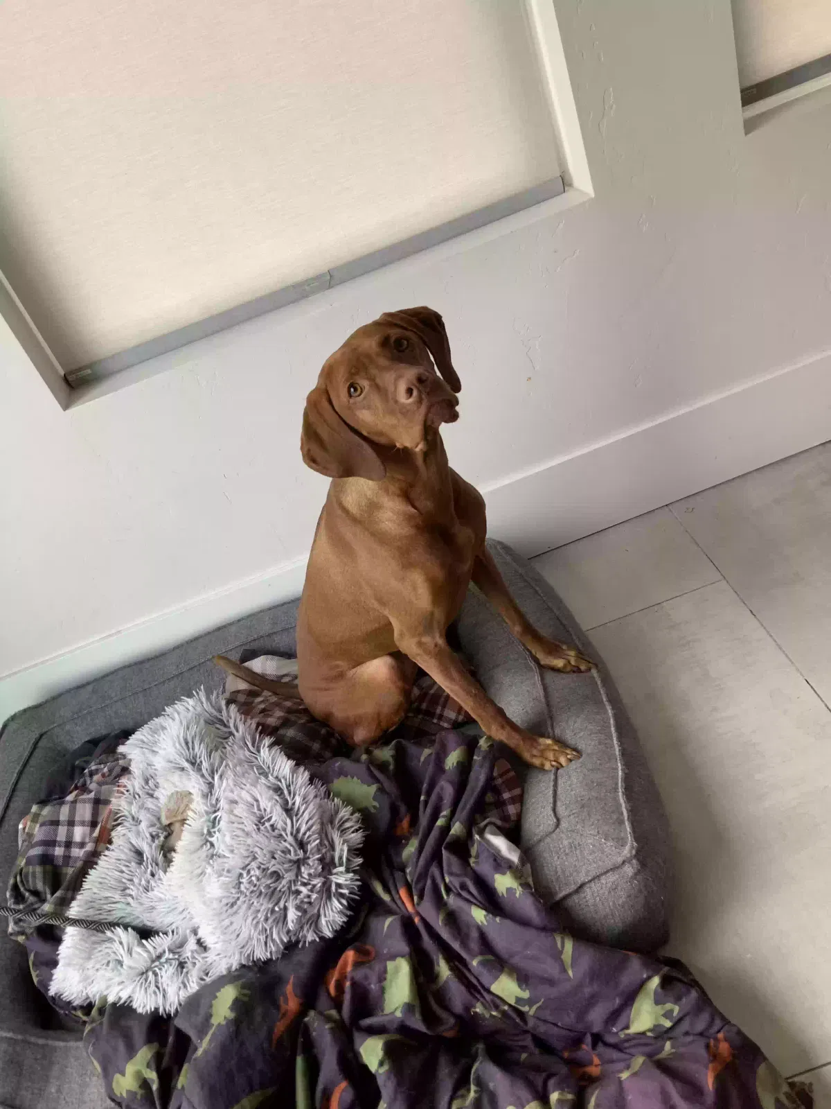 Lost dog in Herriman, UT, 84096