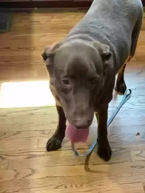Found dog in Catlett, VA, 20119