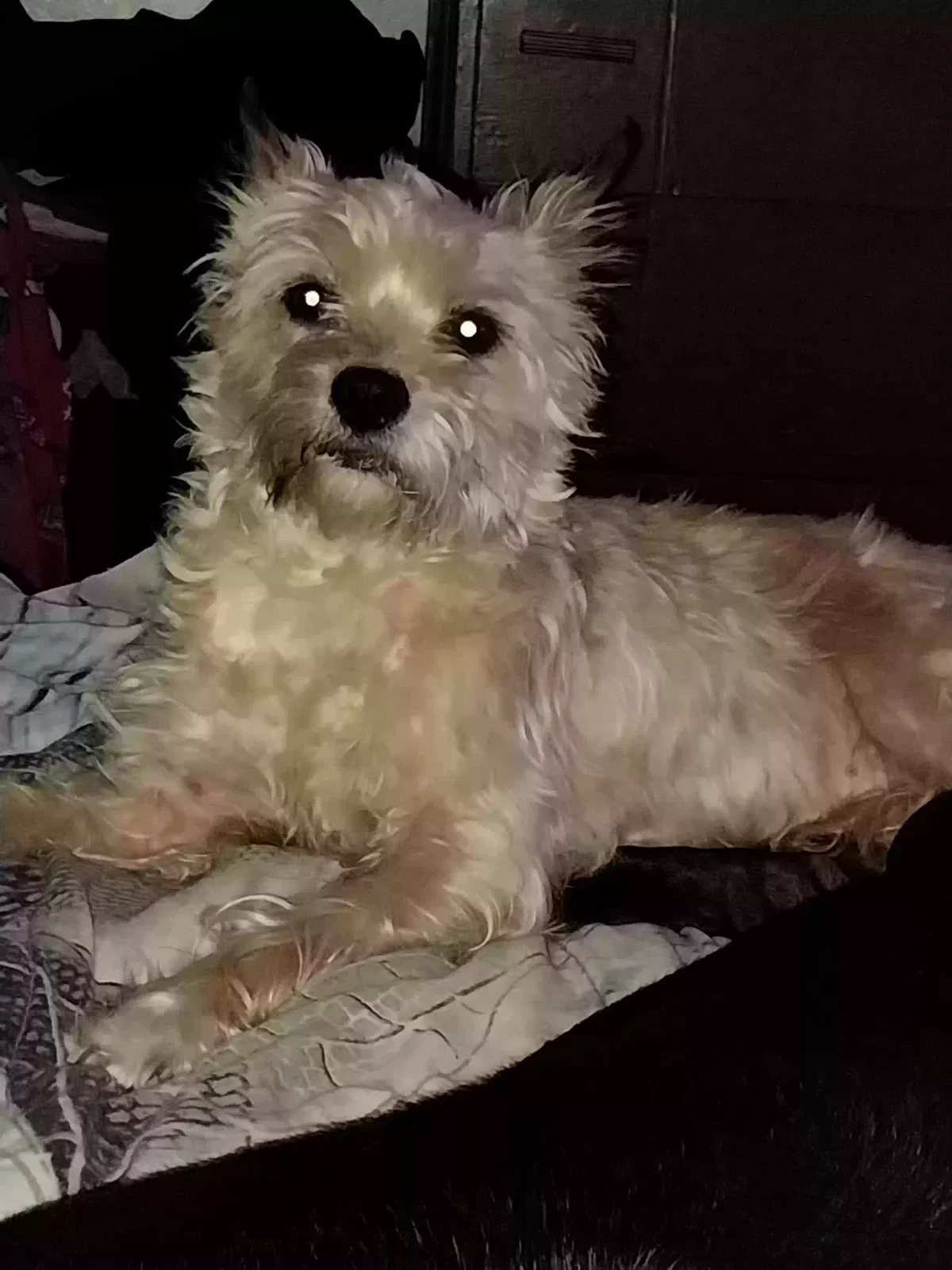 Lost dog in Indianapolis, IN, 46222