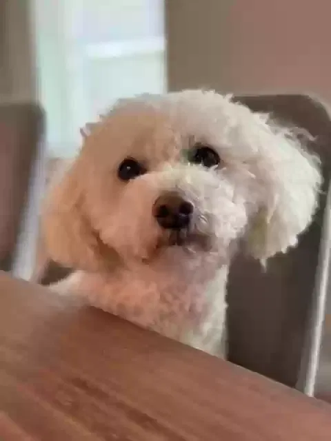 Lost dog in Porter, TX, 77365