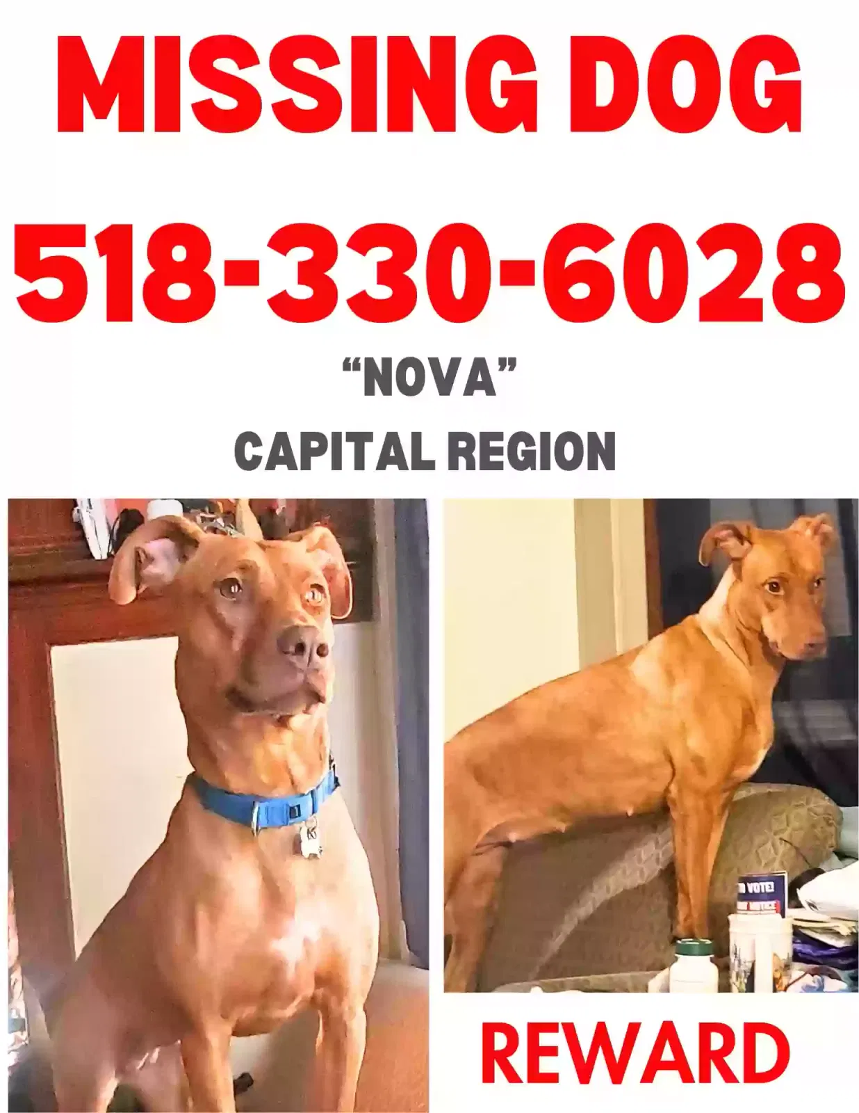 Lost dog in Albany, NY, 12209