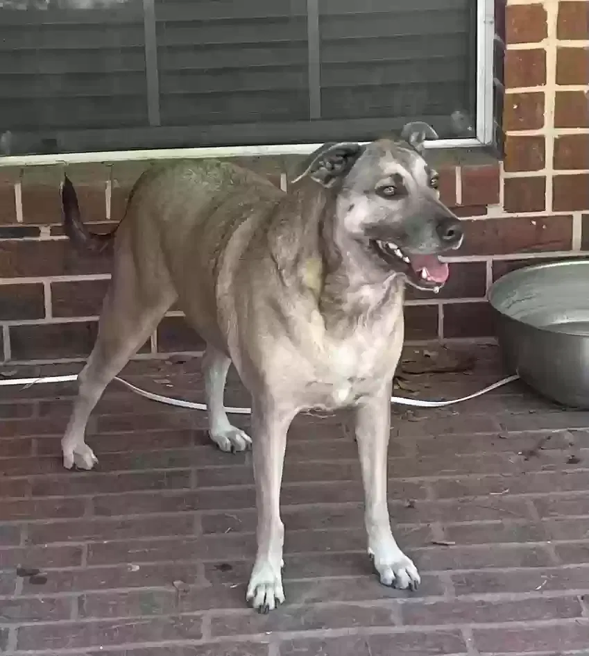 Lost dog in Kyle, TX, 78640