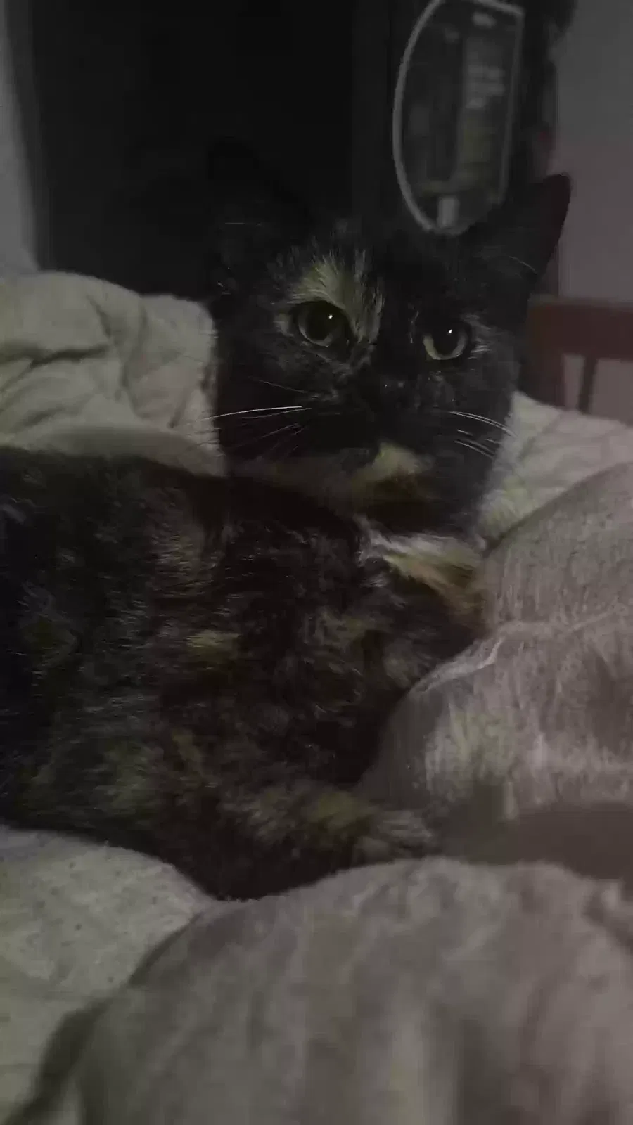 Lost cat in Fort Gratiot, MI, 48059