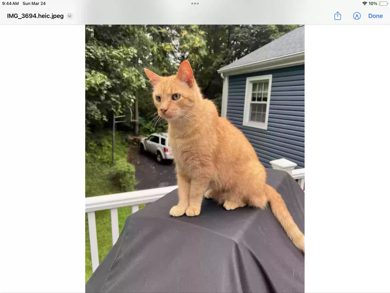 Lost cat in Commack, NY, 11725