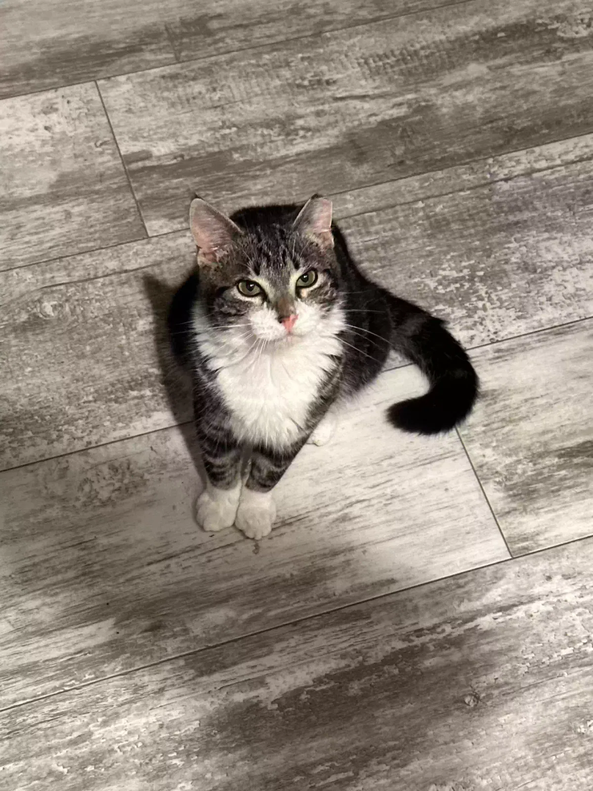 Lost cat in Dripping Springs, TX, 78620