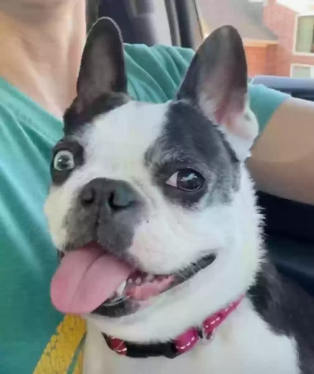 Lost dog in Little Rock, AR, 72223
