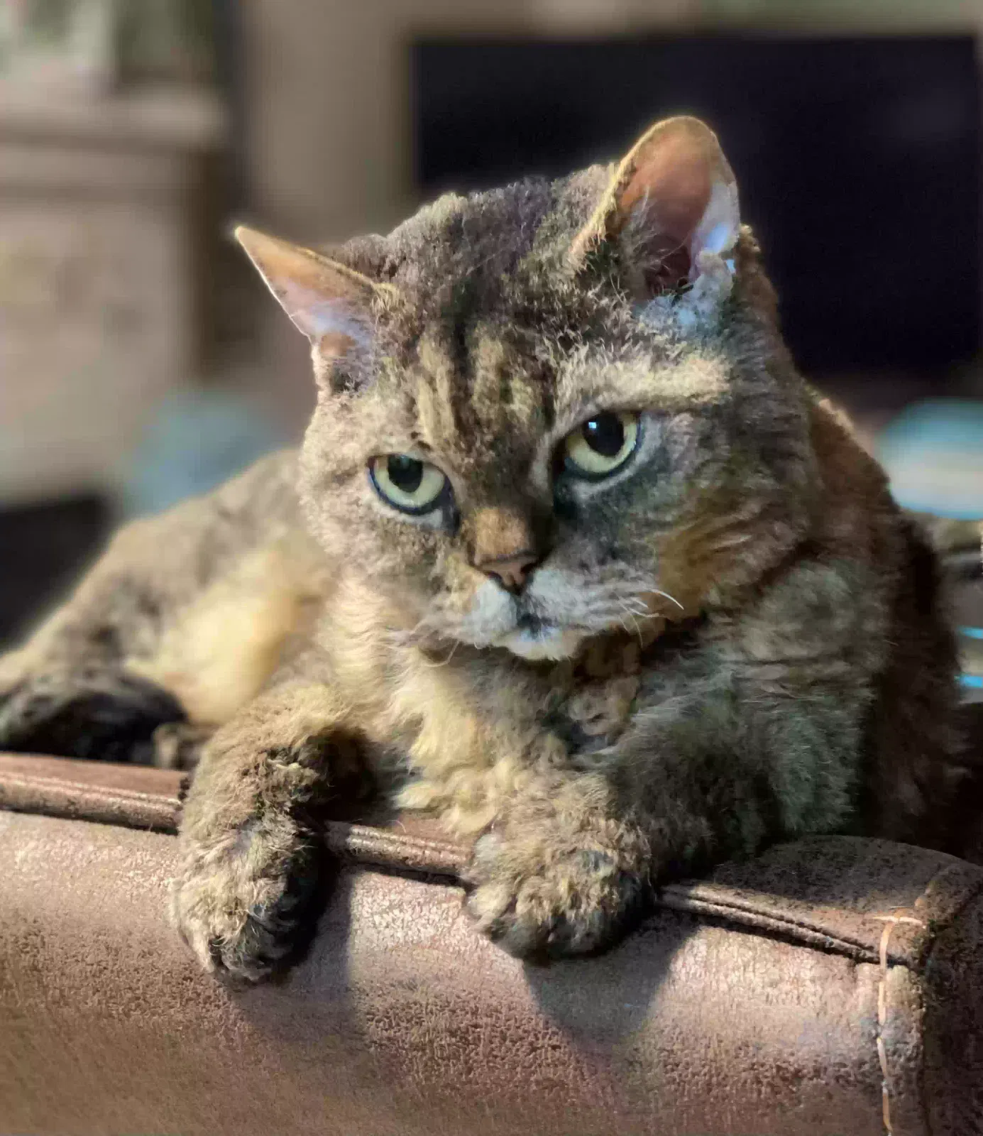 Lost cat in Fresno, CA, 93730