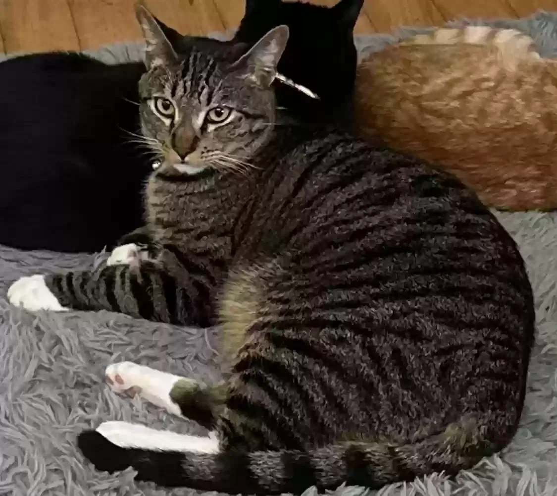 Lost cat in San Diego, CA, 92126